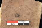 Foto (Detailsansicht) von Castanea atavia Unger (NHMW-GEO-2024-0188-0981)